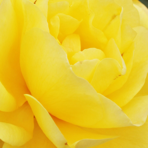 Na spletni nakup vrtnice - Rumena - Vrtnice Floribunda     - Diskreten vonj vrtnice - Rosa Friesia® - Reimer Kordes - Najlepša vrsta  rumene vrtnice, kateri barva cvetov ostane ista do konca cvetenja.
